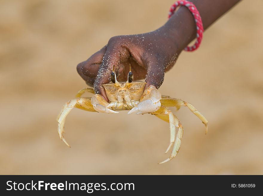 Yellow sand crab caught by Fisherman kid, Puri, India,. Yellow sand crab caught by Fisherman kid, Puri, India,