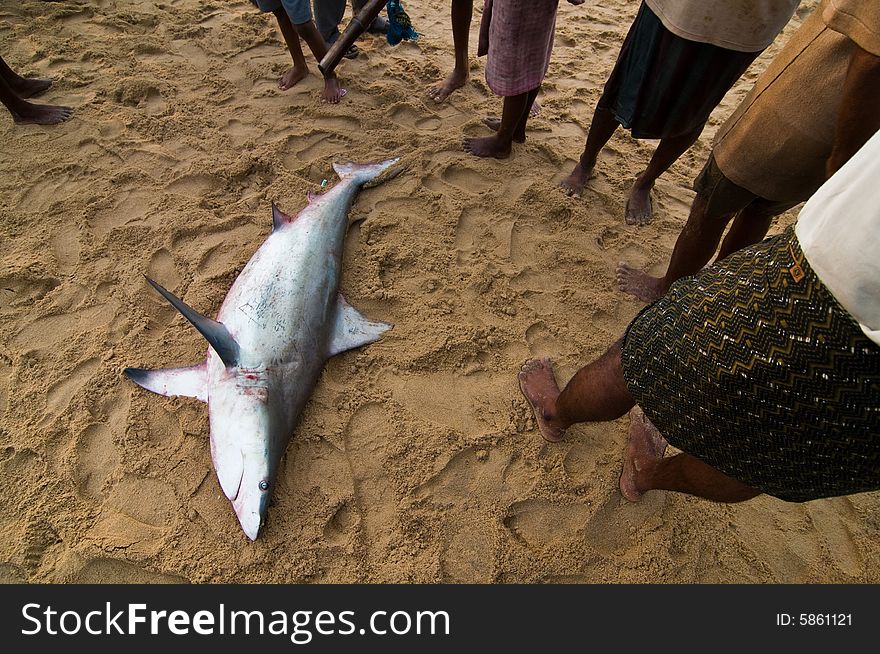 Dead Shark On Beach Between Fishermans