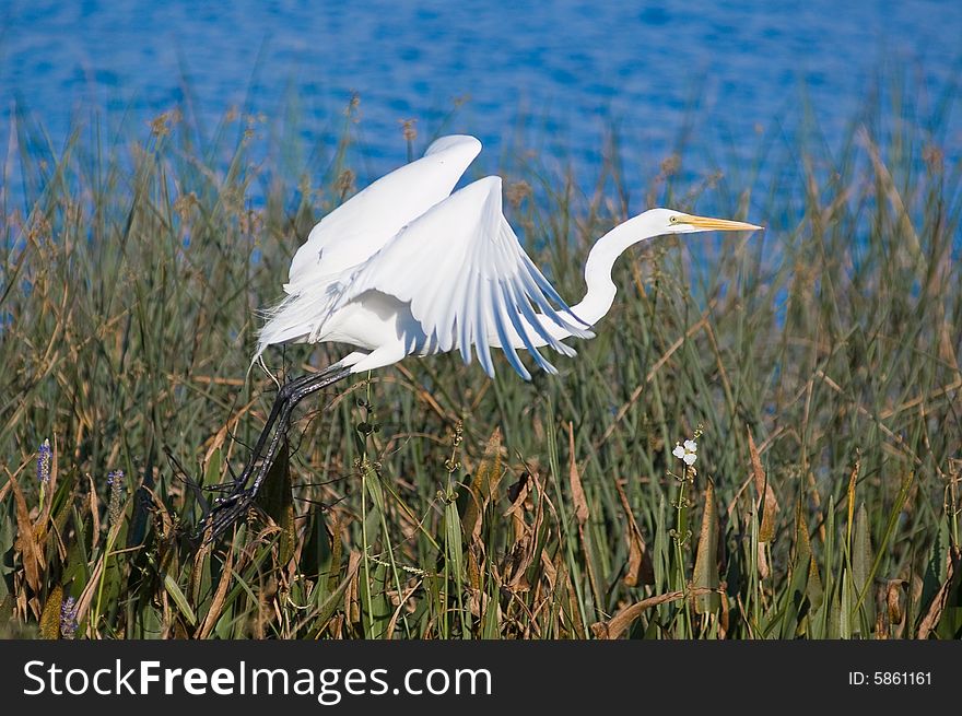Egret flying along shore at Starke Lake near Orlando. Egret flying along shore at Starke Lake near Orlando.