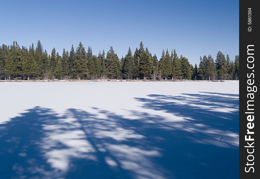 Shadows and Trees