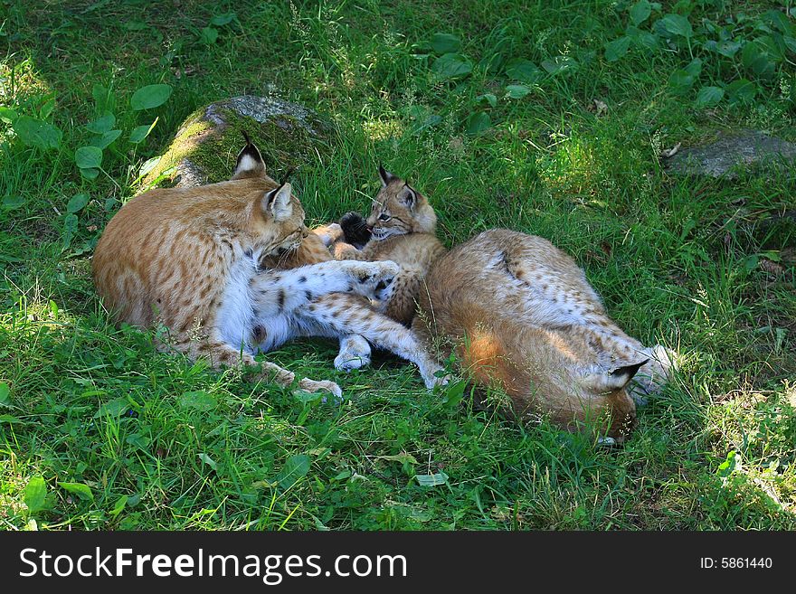 A young lynx from sweden