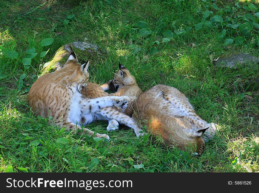 A young lynx from sweden