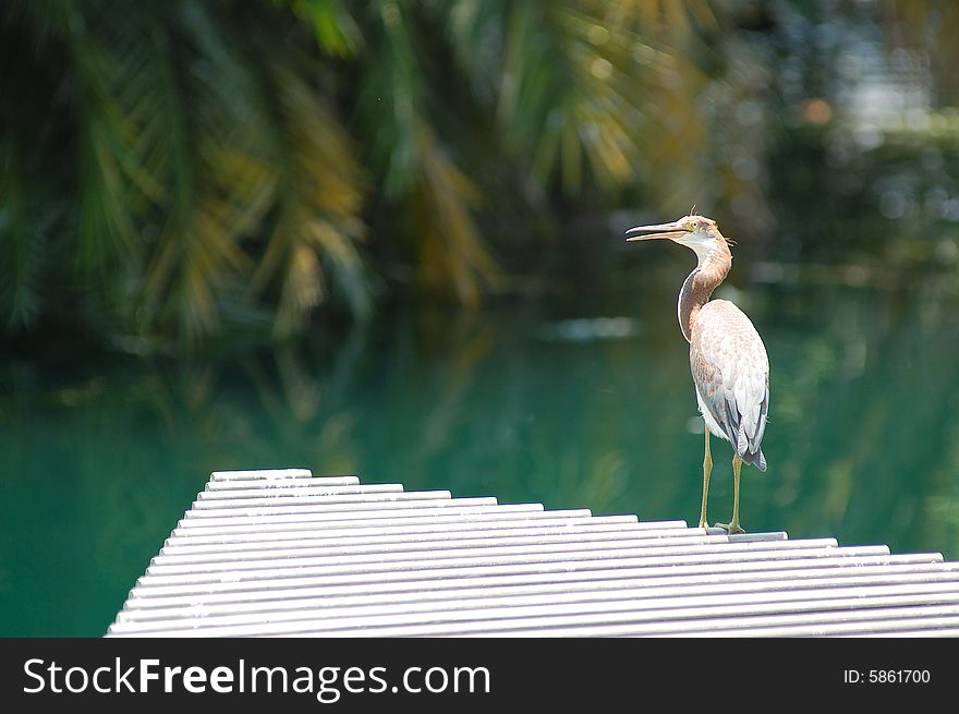 Heron at Lake Lucerne on a grate. Heron at Lake Lucerne on a grate.