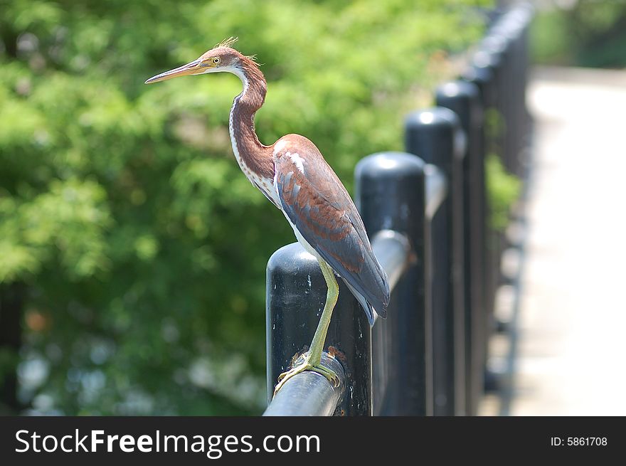 Heron On A Fence
