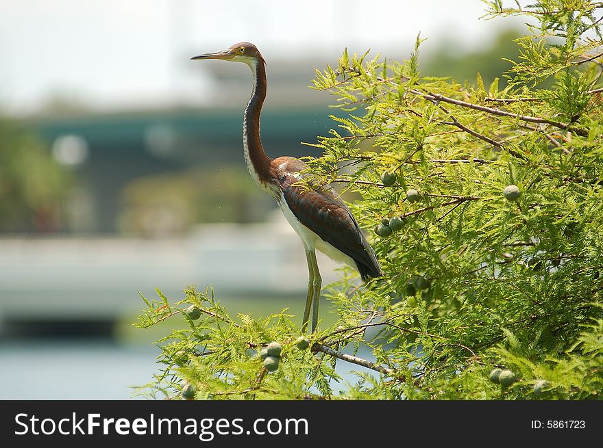 Heron at Lake Lucerne on a tree. Heron at Lake Lucerne on a tree..