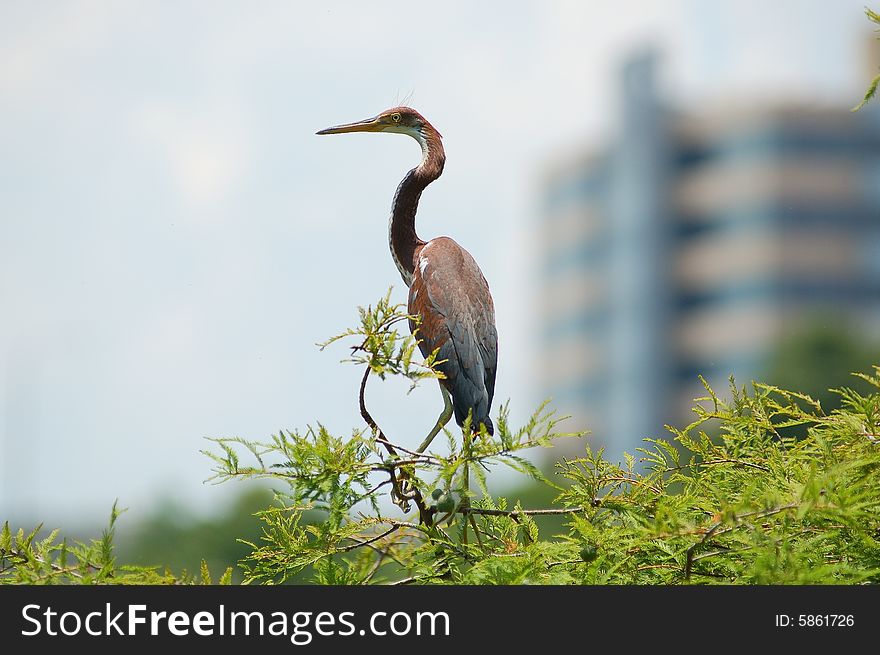 Heron at Lake Lucerne on a tree. Heron at Lake Lucerne on a tree..