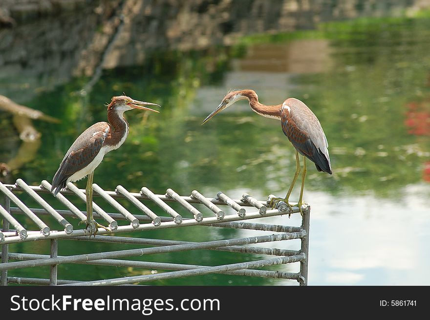 Two herons on a grate.