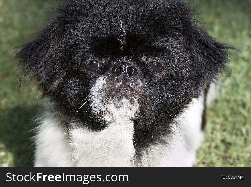 A close up picture of a pekingese puppy. A close up picture of a pekingese puppy