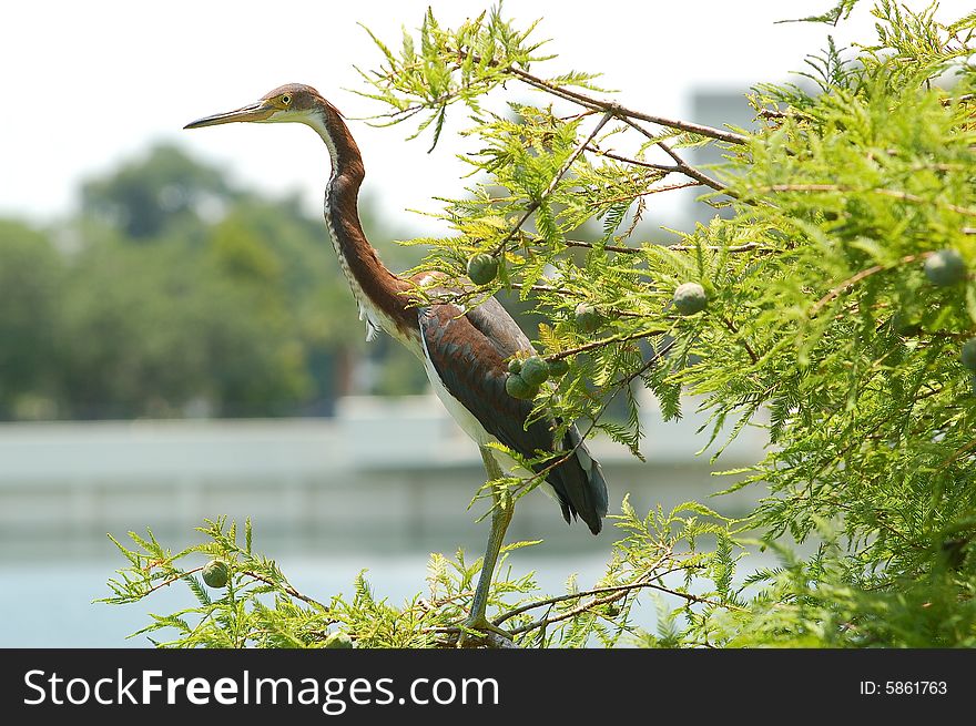 Heron at Lake Lucerne on a tree. Heron at Lake Lucerne on a tree.