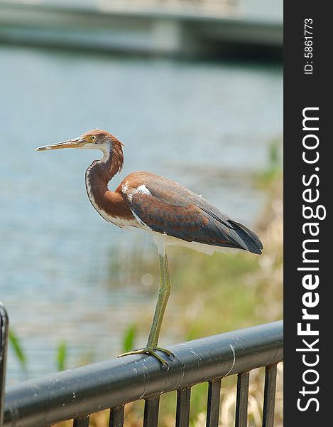 Heron on a railing.