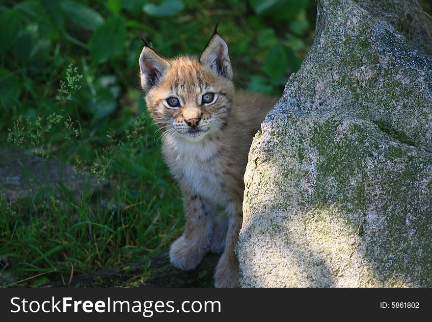 A young lynx from sweden