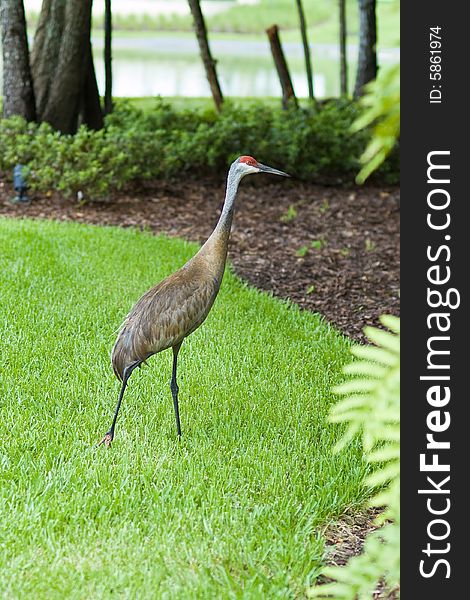 Sandhill Crane on the grass in the park.