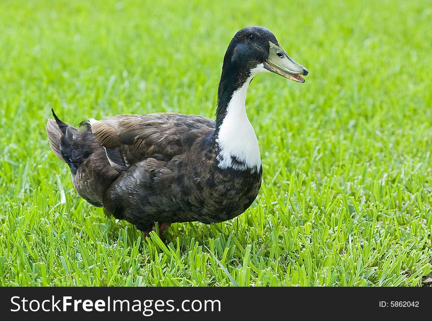 Duck at Starke Lake, outside Orlando, walking in the grass. Duck at Starke Lake, outside Orlando, walking in the grass.