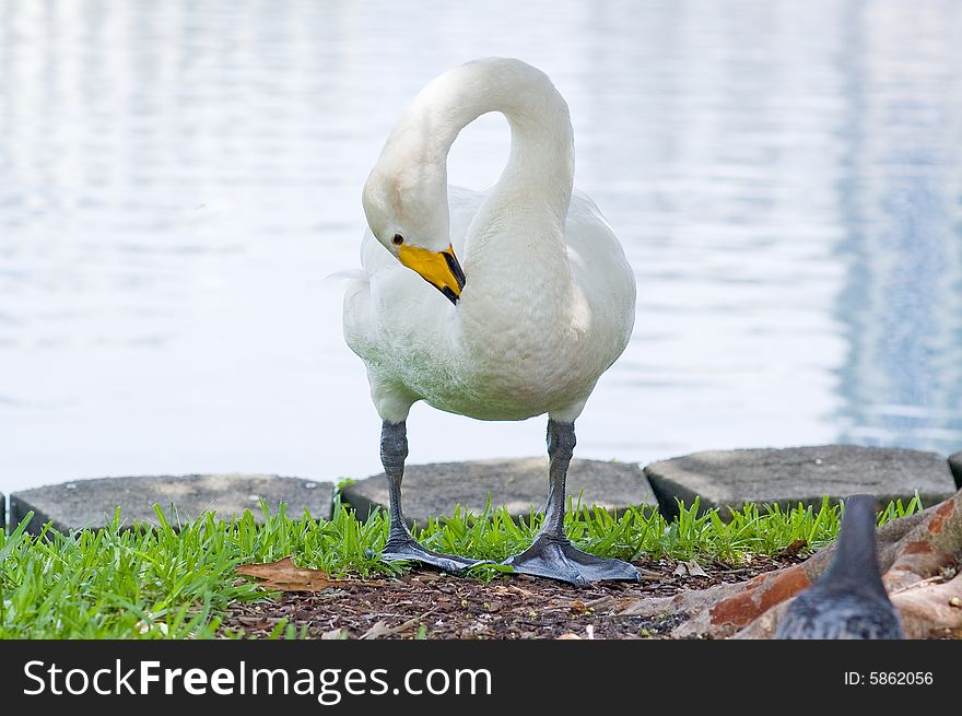 White swan at Lake Eola, Orlando.