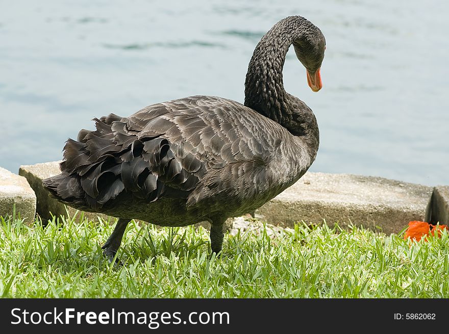 Black swan at Lake Eola, Orlando.