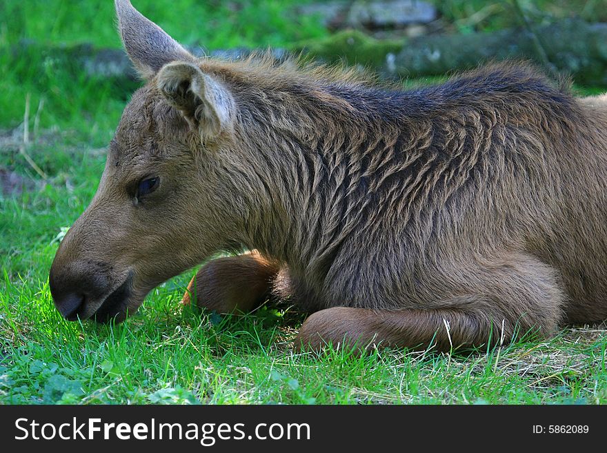 Elk (moose) in swedisch forrest