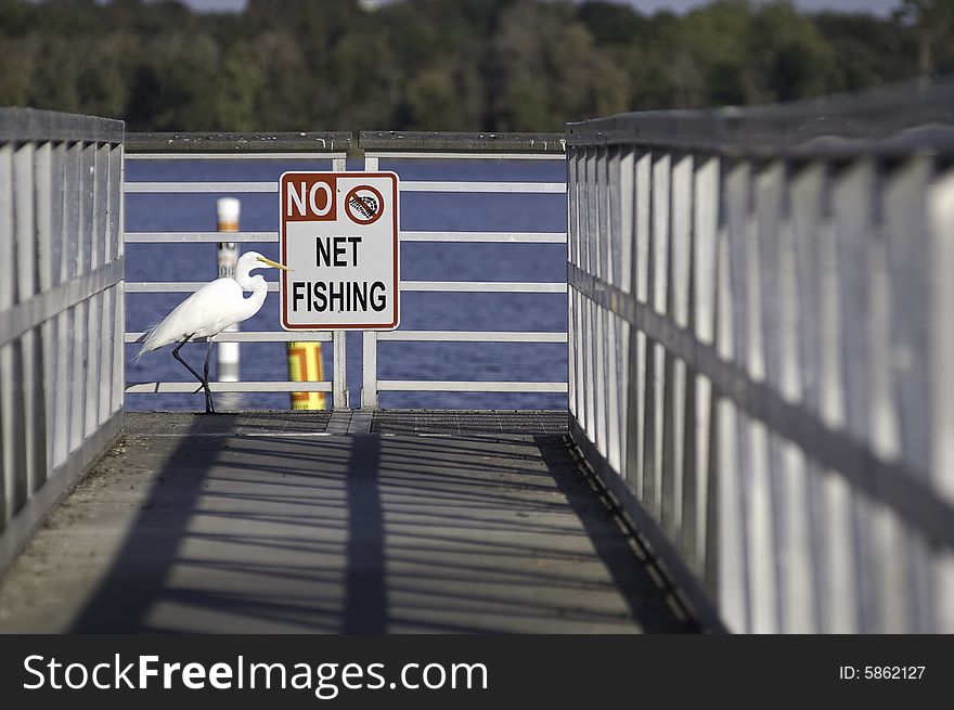 Egret walking in front of sign. Egret walking in front of sign.