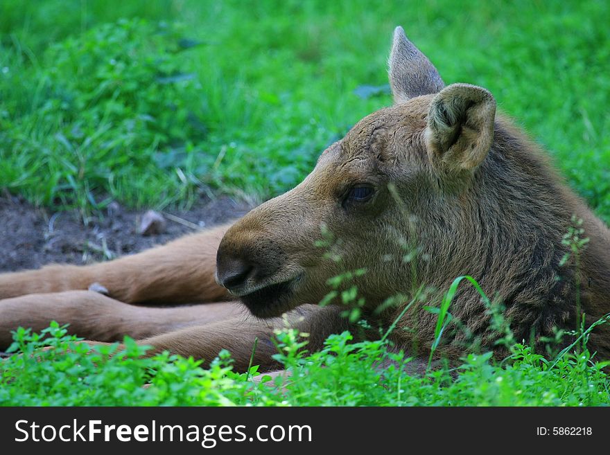 Young Elk (moose) in swedisch forrest