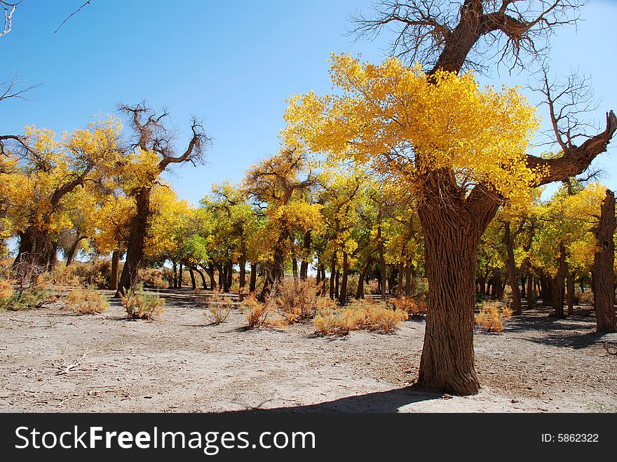 Golden Yellow Poplar Tree And Blue Color Sky