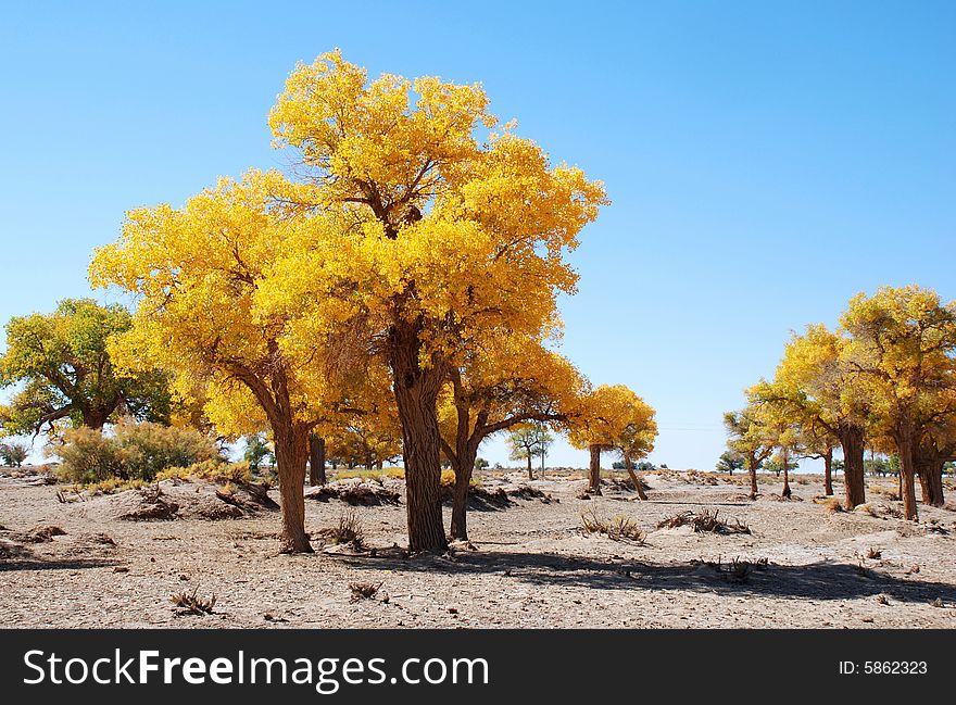 Golden yellow Poplar tree and blue color sky