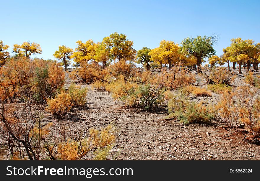 Golden Yellow Poplar Tree And Blue Color Sky