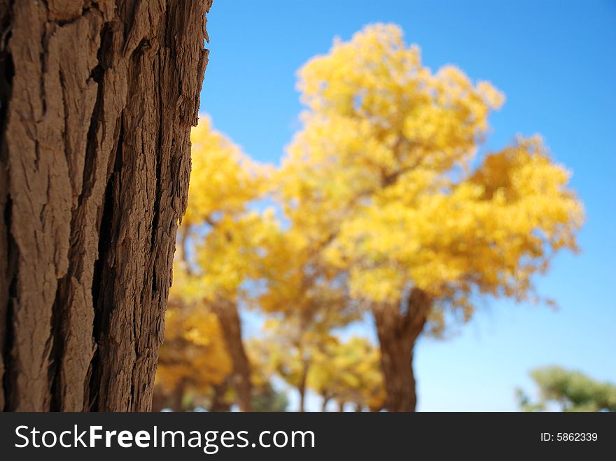 Golden yellow Poplar tree and blue color sky