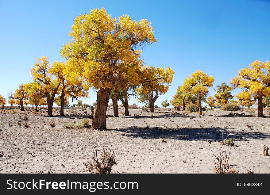 Golden yellow Poplar tree and blue color sky