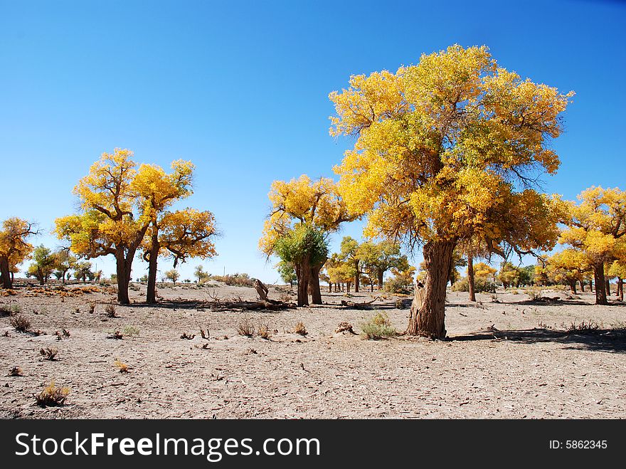 Golden yellow Poplar tree and blue color sky in china