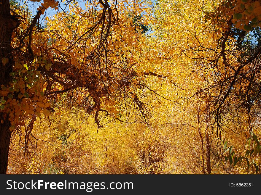 Golden yellow Poplar tree
