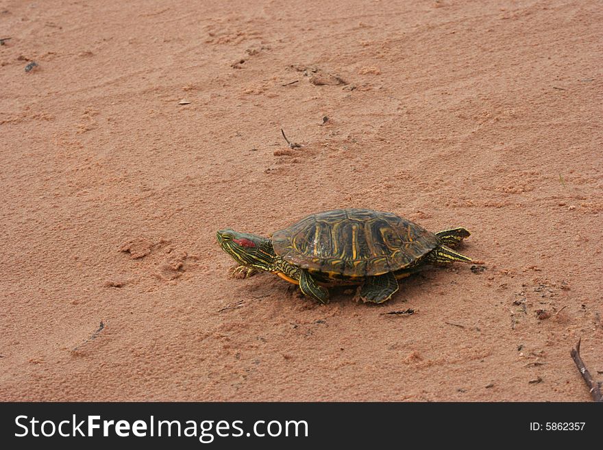 Side view of a turtle walking across a brown sandy beach. Side view of a turtle walking across a brown sandy beach.