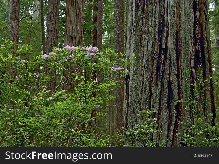 Redwood, California, May 2008, Rhododendrons