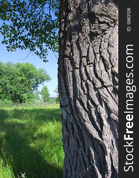Lightened old tree with shadow and green grass of the forest. Lightened old tree with shadow and green grass of the forest