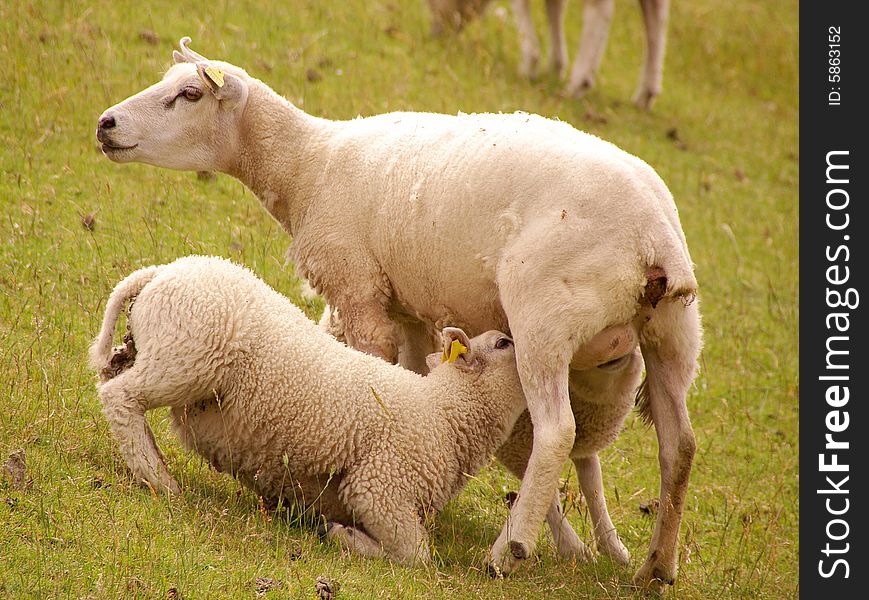 Sheep with two grown-up lambs at the dike