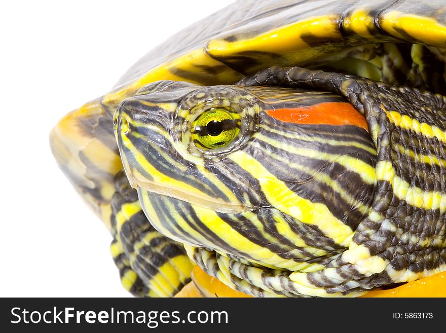 Head and face of a turtle - Pseudemys scripta elegans - close up