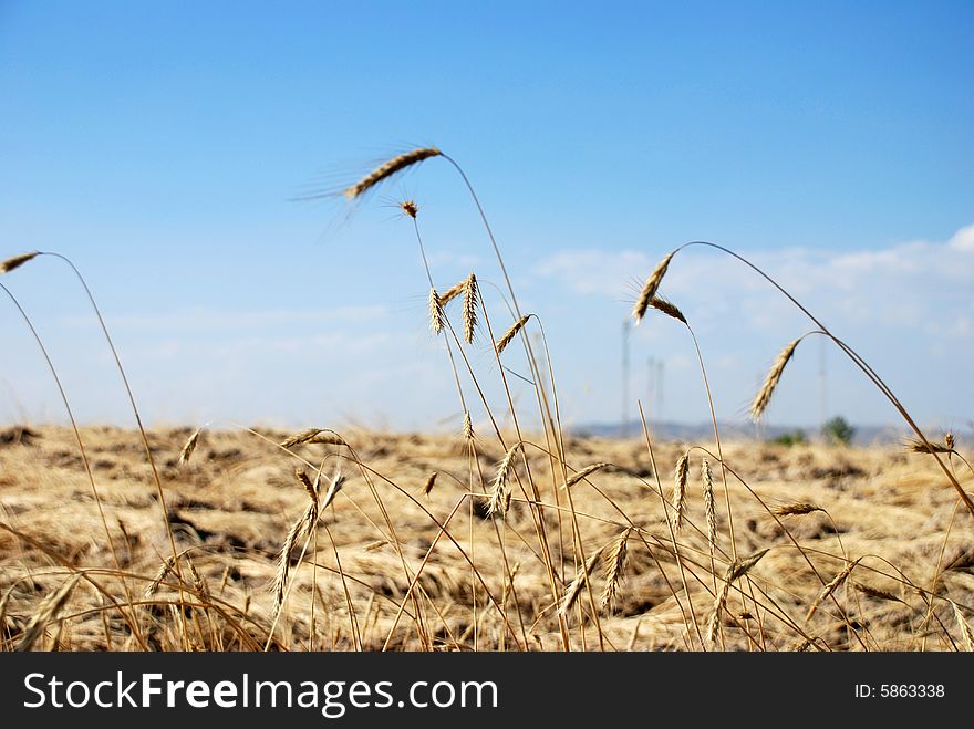 Wheat field landscape image on a sunny day