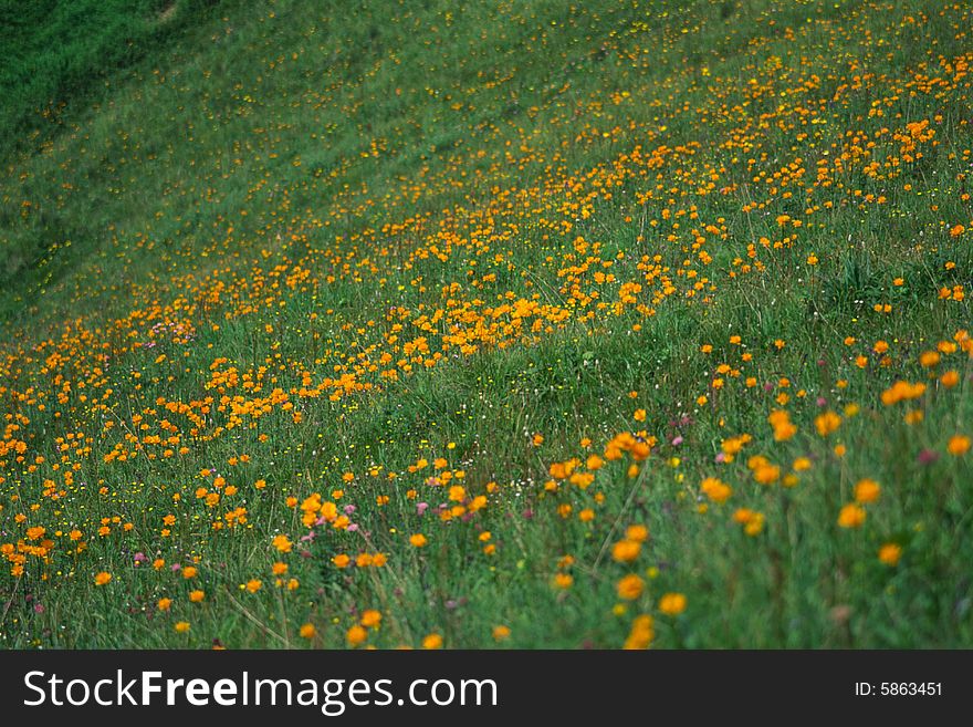 A field of wild globe flowers, xiaowutai mountain, china. A field of wild globe flowers, xiaowutai mountain, china