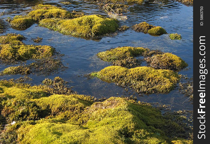 Green moss coming out from clear water. Green moss coming out from clear water