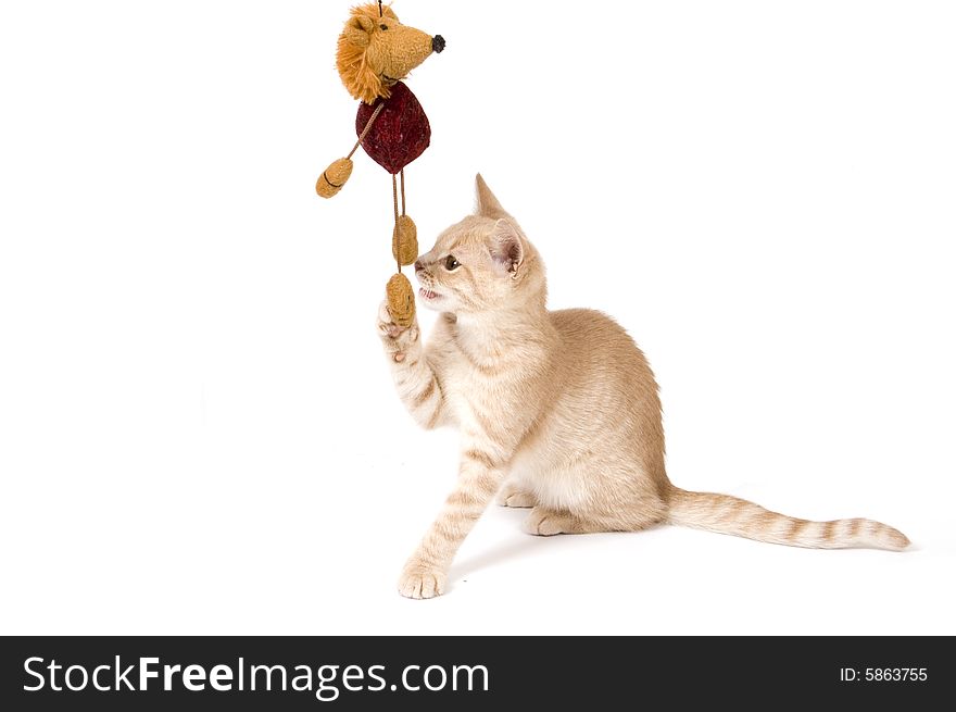 Kitten is playing isolated on a white background