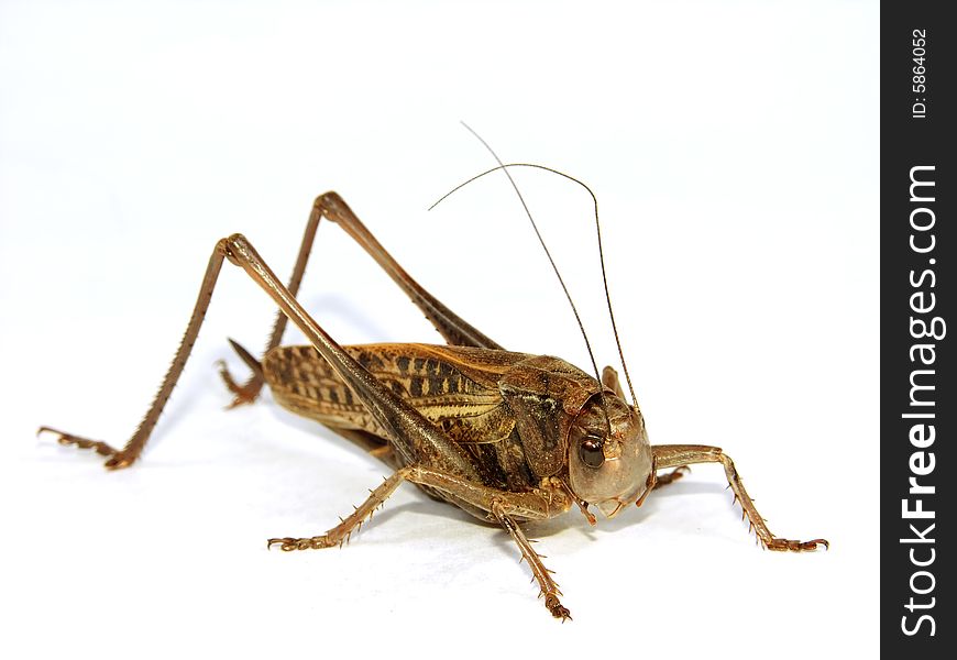 Large locust closeup on white background