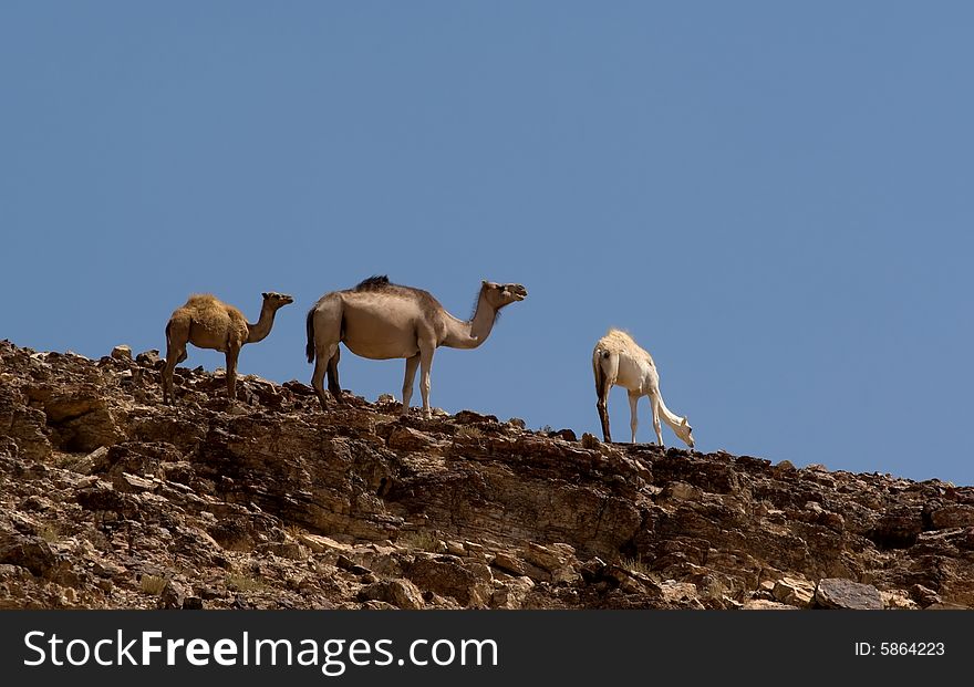 Three camels in Negev desert, Israel