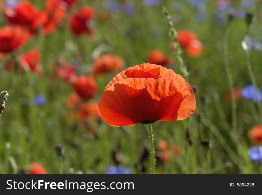 Red poppies on a green background
