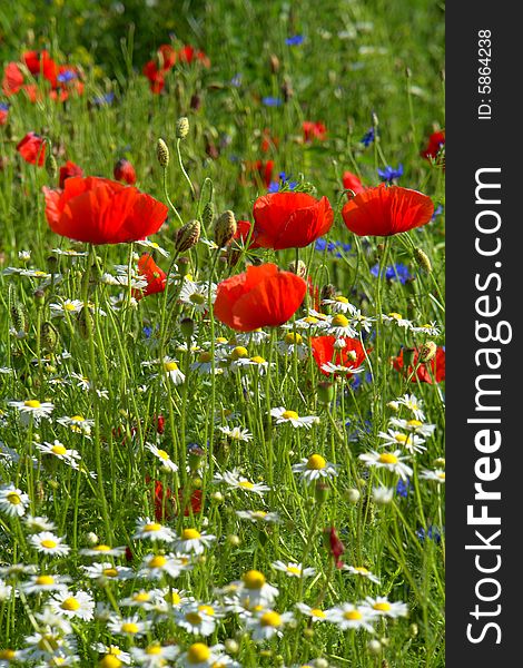 Red poppies on a green background