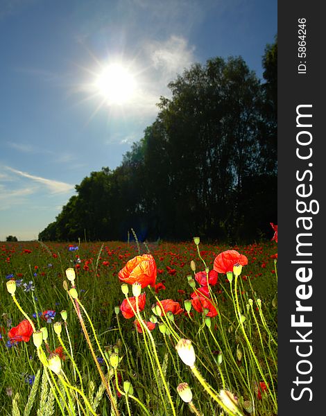 Red poppies on a green background