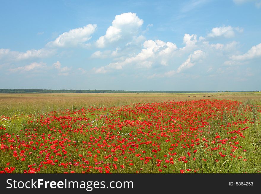 Red poppies on a blue  background