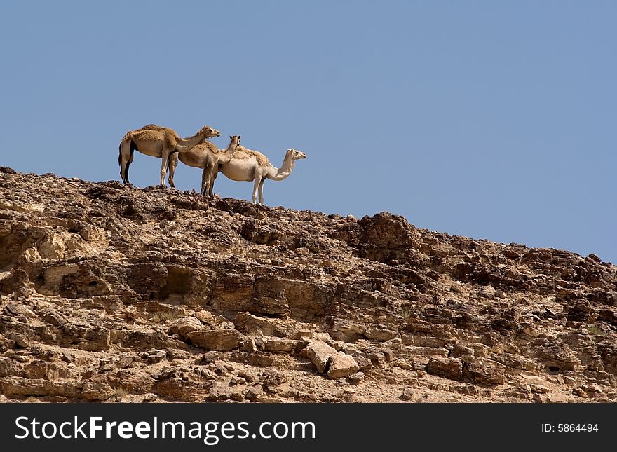 Three camels walking in Negev desert