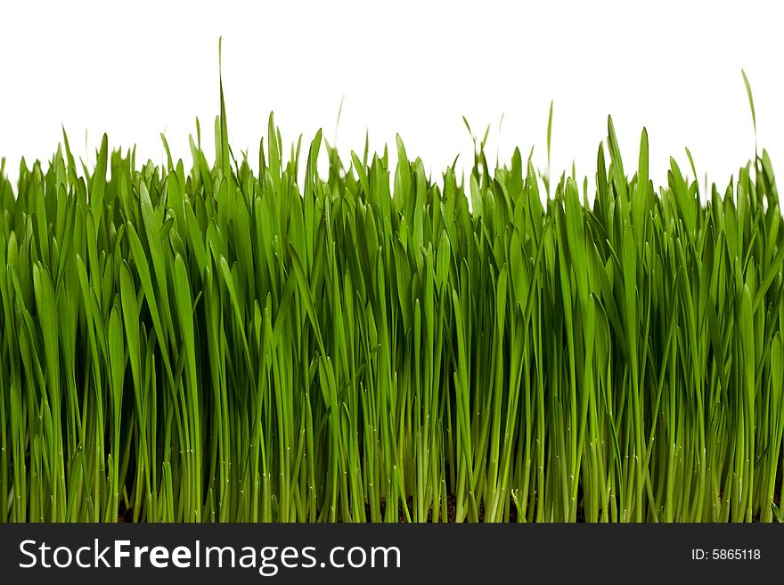 Green grass on white backgound