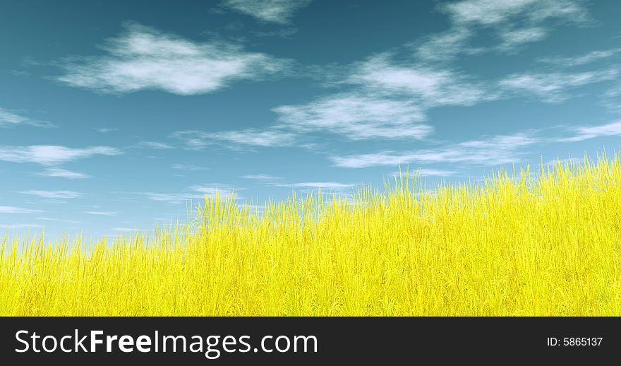 Yellow wheat field and cloudy sky. Yellow wheat field and cloudy sky