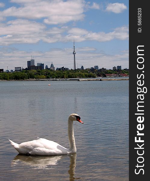 Toronto Lake CN Tower and swan 2008