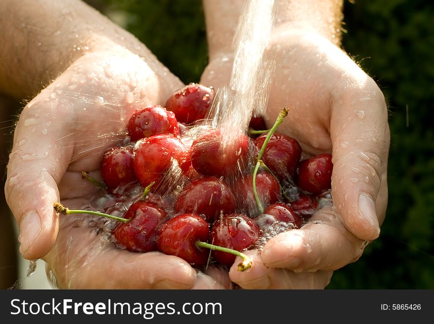 Hand full of fresh cherries in falling water