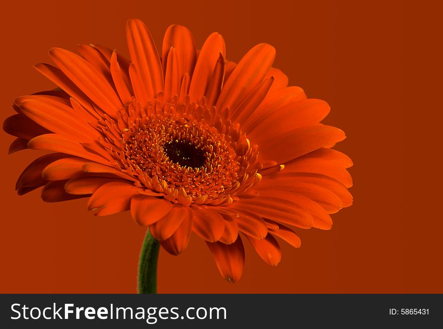 Red Gerbera on red background